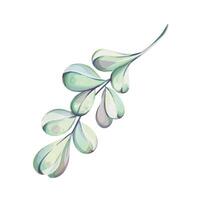 Watercolor Decorative hand drawn mistletoe, design element. Can be used for cards, invitations, banners, posters, print design. Christmas, New year, winter background in line art style. Isolated. clip art vector