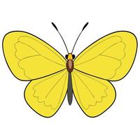 A yellow butterfly with black wings on a white background vector