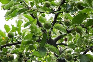 Ripening apples on apple tree branch on warm summer day. Harvesting ripe fruits in an apple orchard. Growing own fruits and vegetables in a homestead. photo