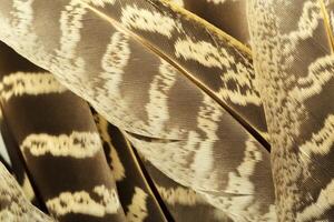 brown feathers background photo