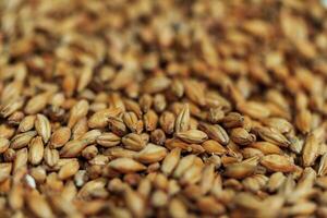 A close-up of barley kernels, ready for malting and brewing photo