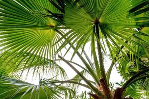 Palm leaf close up photo
