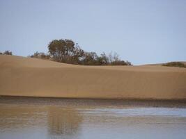 Nature reserve La Charca de Maspalomas. Bird nesting place - oasis in the dune photo