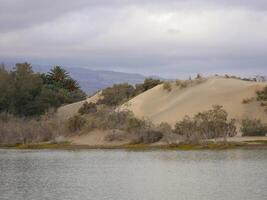 Nature reserve La Charca de Maspalomas. Bird nesting place - oasis in the dune photo