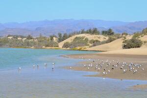 Nature reserve La Charca de Maspalomas. Bird nesting place - oasis in the dune photo