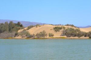 Nature reserve La Charca de Maspalomas. Bird nesting place - oasis in the dune photo