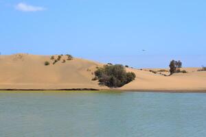 Nature reserve La Charca de Maspalomas. Bird nesting place - oasis in the dune photo