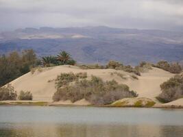 Nature reserve La Charca de Maspalomas. Bird nesting place - oasis in the dune photo