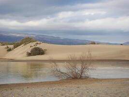 Nature reserve La Charca de Maspalomas. Bird nesting place - oasis in the dune photo