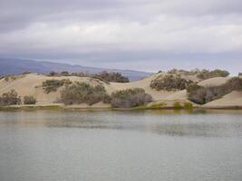 Nature reserve La Charca de Maspalomas. Bird nesting place - oasis in the dune photo