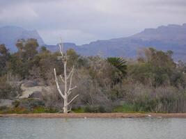 Nature reserve La Charca de Maspalomas. Bird nesting place - oasis in the dune photo