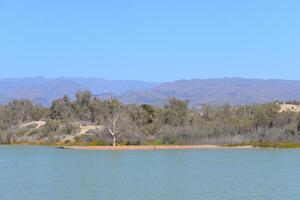 Nature reserve La Charca de Maspalomas. Bird nesting place - oasis in the dune photo