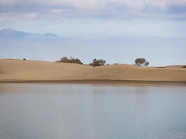 Nature reserve La Charca de Maspalomas. Bird nesting place - oasis in the dune photo