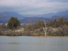 Nature reserve La Charca de Maspalomas. Bird nesting place - oasis in the dune photo