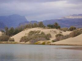 Nature reserve La Charca de Maspalomas. Bird nesting place - oasis in the dune photo