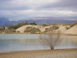 Nature reserve La Charca de Maspalomas. Bird nesting place - oasis in the dune photo