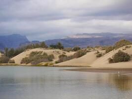 Nature reserve La Charca de Maspalomas. Bird nesting place - oasis in the dune photo