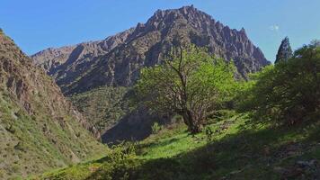 large mountain in font of green grass hill slope with tree at windy sunny summer day video