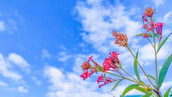 A Serene Sky Background Featuring Lush Green Leaves and Delicate Pink Flowers Perfect for Nature-Themed Designs photo