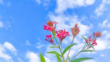 Stunning Sky with Lush Leaves and Delicate Pink Flowers Background for Creative Designs and Projects photo