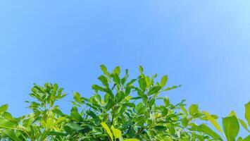 Serene Sky with Leaves Background Ideal for Nature-Themed Designs and Inspirational Projects photo
