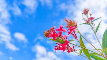 Stunning Sky With Lush Green Leaves and Vibrant Pink Flowers for Natural Backdrops and Designs photo