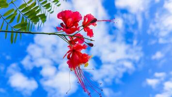 Enchanting Sky Backdrop with Lush Green Leaves and Vibrant Red Flowers Perfect for Nature-Themed Designs photo