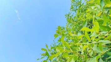 Captivating Sky with Leaves Background for Nature Themed Projects and Design Needs photo