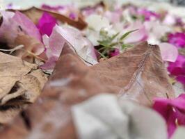 A3 Bougainvillea Flower Image Capturing the Resilient Beauty of Nature with Dead Leaves Surrounding It photo