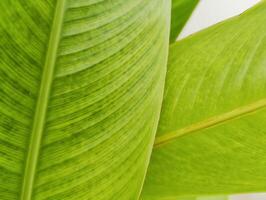 Beautiful Collection of Lush Green Leaves Ideal for Nature and Environmental Themes in Designs and Presentations photo