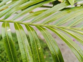 Beautiful Collection of Green Leaves Suitable for Nature-Themed Designs and Backgrounds in Various Projects photo