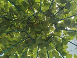 A Collection of Lush Green Leaves Ideal for Backgrounds and Natural Themes in Designs and Projects photo