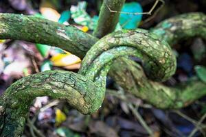 old tangled tree branches covered with moss photo