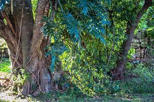 several trees in a jungle, misiones argentina photo