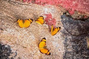 Several butterflies resting on rocks photo