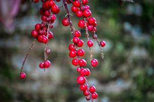 red currant bush, red berries on a branch, red berries on a bush, close-up photo