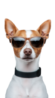 Stylish dog wearing sunglasses with collar on transparent background png