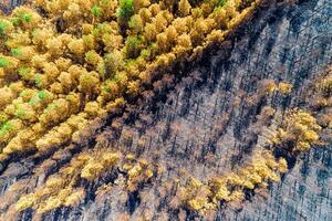 aerial view of a part of a pine forest burned by a forest fire, ecology concept background photo