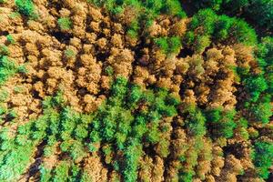 aerial view of a part of a pine forest burnt by a forest fire, ecology concept background photo