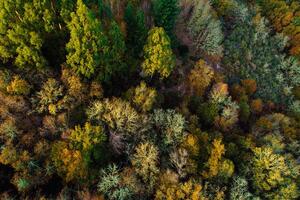 drone view of a forest with different species of trees in fall, background for autumn concept photo