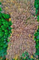 aerial view of a mixed coniferous and deciduous forest in fall, directly above photography photo