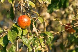 ripe red apple hanging on the branch of a tree in fall, organically grown fruit concept photo