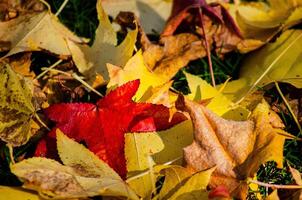 leaves of different colors and species fallen from the trees in autumn, background for fall concept photo