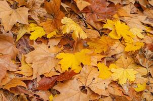 leaves of different colors and species fallen from the trees in fall, wet by the rain. Background for fall concept photo