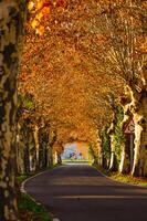 road lined by trees with autumn colored leaves making a tunnel, background for fall concept photo