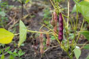 Colorful beans growing on a green plant in a garden during the warm afternoon sunlight in summer photo