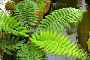 Top view of fern tree in the park photo