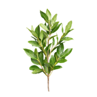 Fresh green bay laurel branch with leaves on transparent background png