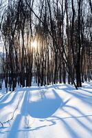 Winter landscape with sunlight filtering through snowcovered trees photo