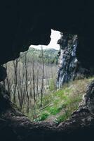 a view of a forest from inside a cave photo